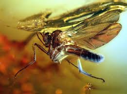 Attēlu rezultāti vaicājumam “Mycetophilidae”