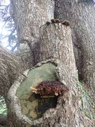 Attēlu rezultāti vaicājumam “Gloeophyllum trabeum”