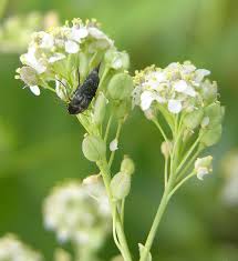 Attēlu rezultāti vaicājumam “Lepidium latifolium”