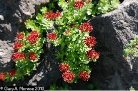 Attēlu rezultāti vaicājumam “Rhodiola rosea flower”