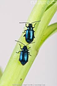 Attēlu rezultāti vaicājumam “Altica sp.”