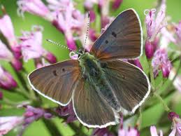 Attēlu rezultāti vaicājumam “Lycaena tityrus underside”