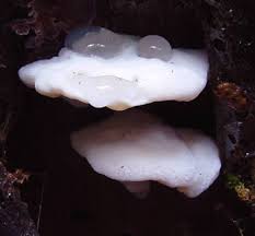 Attēlu rezultāti vaicājumam “Tyromyces chioneus”