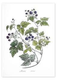 Attēlu rezultāti vaicājumam “Rubus caesius”