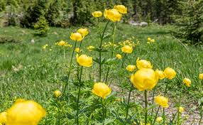 Image result for Trollblume