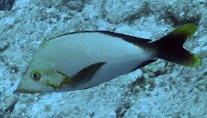 Image result for Lutjanus alexandrei