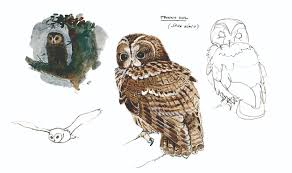 Attēlu rezultāti vaicājumam “Strix aluco female”