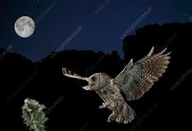Image result for Otus scops