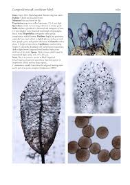 Attēlu rezultāti vaicājumam “Lamproderma ovoideum macro”