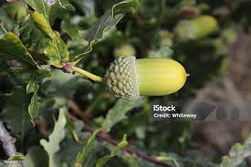 Attēlu rezultāti vaicājumam “Quercus robur fruit”