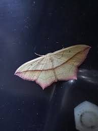 Attēlu rezultāti vaicājumam “Timandra comae”