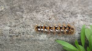 Attēlu rezultāti vaicājumam “Acronicta rumicis larva”