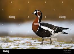 Attēlu rezultāti vaicājumam “Branta ruficollis adult”