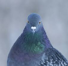 Attēlu rezultāti vaicājumam “Columba livia f. domestica adult”