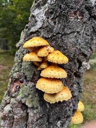 Attēlu rezultāti vaicājumam “Pholiota aurivella”