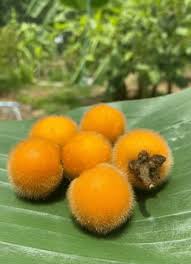 Attēlu rezultāti vaicājumam “Carex lasiocarpa fruit”