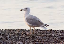 Image result for Larus cachinnans