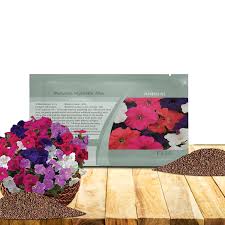 Image result for Petunia hybrida