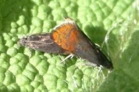 Attēlu rezultāti vaicājumam “Pammene rhediella”