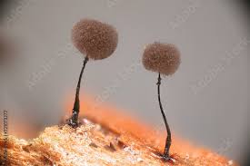 Attēlu rezultāti vaicājumam “Lamproderma nigrescens”