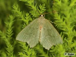 Attēlu rezultāti vaicājumam “Hemithea aestivaria”