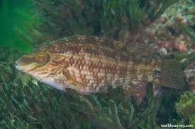 Image result for Symphodus melops