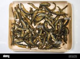 Image result for Coregonus albula