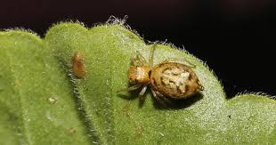 Attēlu rezultāti vaicājumam “Heliophanus sp.”