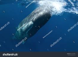 Image result for Physeter macrocephalus