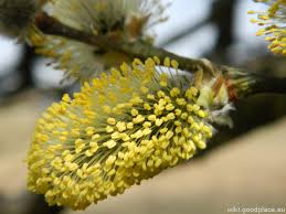 Attēlu rezultāti vaicājumam “Salix caprea male flower”