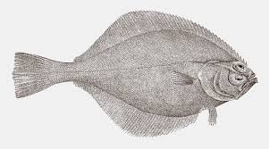 Image result for Hippoglossoides platessoides