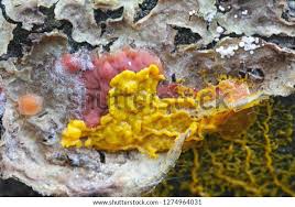 Attēlu rezultāti vaicājumam “Fuligo luteonitens spores”