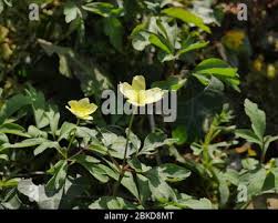 Attēlu rezultāti vaicājumam “Anemone ranunculoides bud”