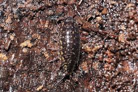 Attēlu rezultāti vaicājumam “Ligidium hypnorum”