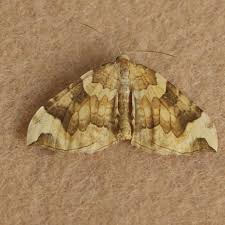 Attēlu rezultāti vaicājumam “Eulithis mellinata”