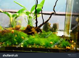 Imagini pentru Cladophora aegagropila