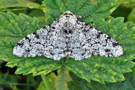 Attēlu rezultāti vaicājumam “Biston betularia”