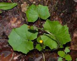 Attēlu rezultāti vaicājumam “Tussilago farfara leaf”