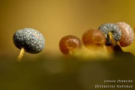 Attēlu rezultāti vaicājumam “Physarum leucopus”