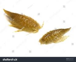 Attēlu rezultāti vaicājumam “Saduria entomon”