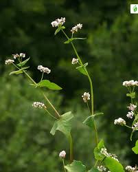 Attēlu rezultāti vaicājumam “Fagopyrum esculentum flower”
