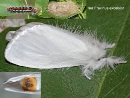 Attēlu rezultāti vaicājumam “Euproctis similis imago”