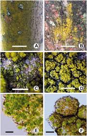 Attēlu rezultāti vaicājumam “Candelariella sp.”