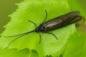 Attēlu rezultāti vaicājumam “Phryganeidae”