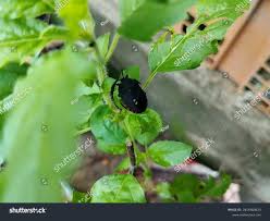 Attēlu rezultāti vaicājumam “Chlorochroa juniperina”