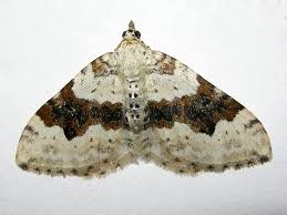 Attēlu rezultāti vaicājumam “Xanthorhoe montanata”