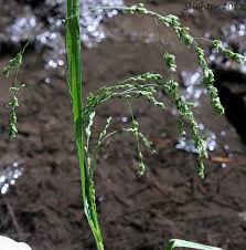 Attēlu rezultāti vaicājumam “Glyceria striata”
