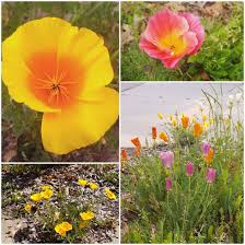 Attēlu rezultāti vaicājumam “Eschscholzia californica”