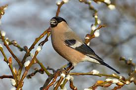 Attēlu rezultāti vaicājumam “Pyrrhula pyrrhula female”