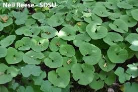 Attēlu rezultāti vaicājumam “Aristolochiaceae”